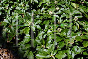 Picture of Pachysandra terminalis 