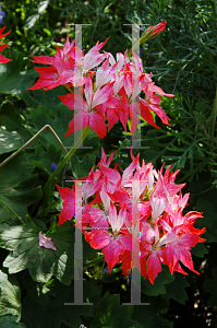 Picture of Pelargonium  'Fireworks Red and White Bicolor'