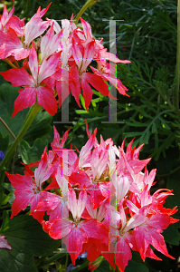 Picture of Pelargonium  'Fireworks Red and White Bicolor'