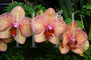 Picture of Phalaenopsis x 'Blandans Kaleidoscope'