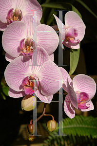 Picture of Phalaenopsis x 'York'