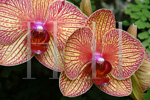 Picture of Phalaenopsis x 'Blandans Kaleidoscope'