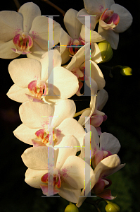 Picture of Phalaenopsis x 'Mendenhall'