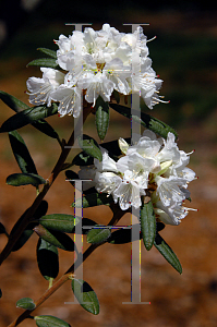Picture of Rhododendron (subgenus Azalea) 'Montchanin'