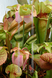 Picture of Sarracenia x catesbaei 