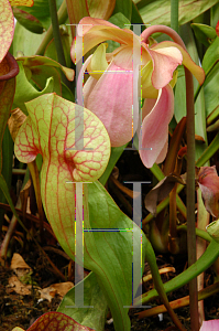 Picture of Sarracenia x catesbaei 