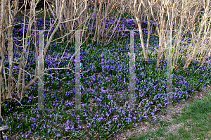 Picture of Scilla siberica 