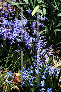 Picture of Scilla siberica 