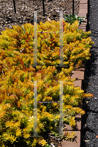 Picture of Sedum reflexum 'Angelina'