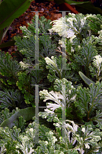 Picture of Selaginella martensii 'Albovariegata'