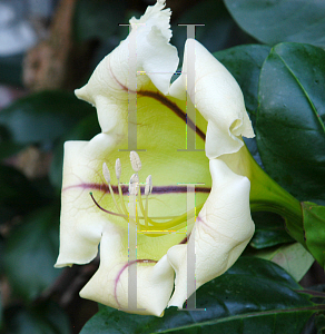 Picture of Solandra maxima 