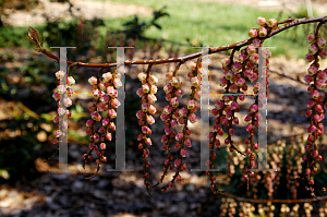 Picture of Stachyurus praecox 'Rubriflora'