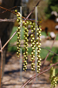 Picture of Stachyurus praecox 