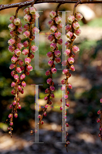 Picture of Stachyurus praecox 'Rubriflora'