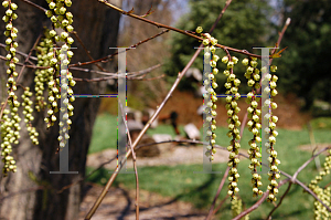 Picture of Stachyurus praecox 