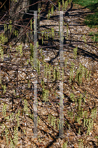 Picture of Stachyurus praecox 