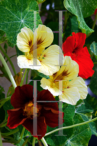 Picture of Tropaeolum majus 