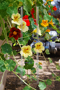 Picture of Tropaeolum majus 