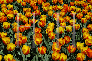 Picture of Tulipa  'Flair'