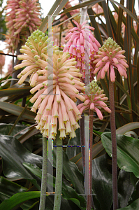 Picture of Veltheimia bracteata 