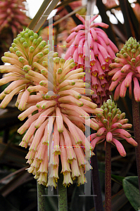 Picture of Veltheimia bracteata 