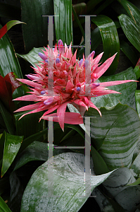 Picture of Aechmea fasciata 'Primera'