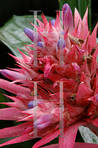 Picture of Aechmea fasciata 'Primera'