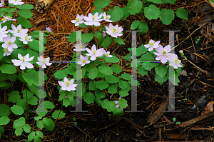 Picture of Anemonella thalictroides 