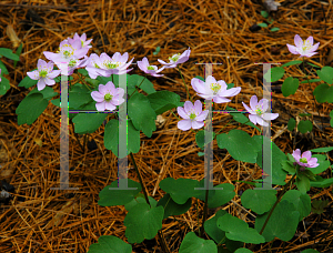 Picture of Anemonella thalictroides 