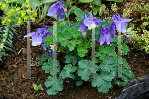 Picture of Aquilegia flabellata 'Nana'