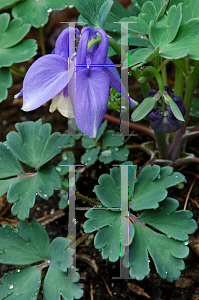 Picture of Aquilegia flabellata 'Nana'