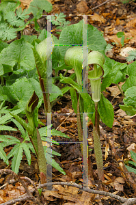 Picture of Arisaema triphyllum 