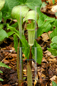 Picture of Arisaema triphyllum 