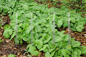 Picture of Asarum canadense 