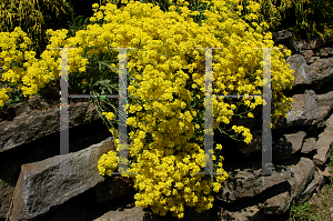 Picture of Aurinia saxatilis 