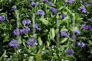 Picture of Centaurea montana 