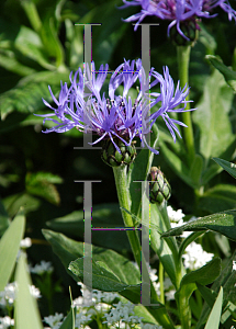 Picture of Centaurea montana 