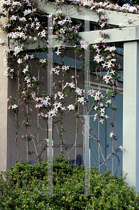 Picture of Clematis montana var. rubens 