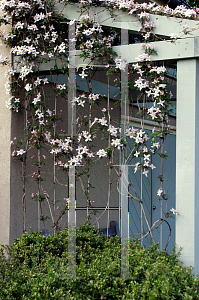 Picture of Clematis montana var. rubens 