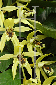 Picture of Coelogyne x 'Burfordiense'