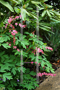 Picture of Lamprocapnos spectabilis 