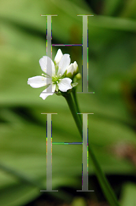 Picture of Dionaea muscipula 