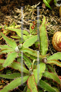 Picture of Drosera capensis 