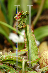 Picture of Drosera capensis 