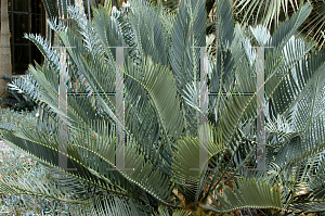 Picture of Encephalartos lehmannii 