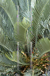 Picture of Encephalartos lehmannii 