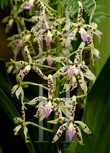 Picture of Encyclia prismatocarpa 