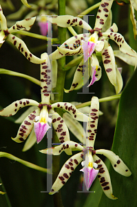 Picture of Encyclia prismatocarpa 