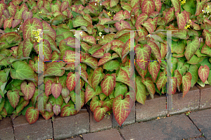 Picture of Epimedium x perralchicum 'Frohnleiten'