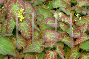 Picture of Epimedium x perralchicum 'Frohnleiten'